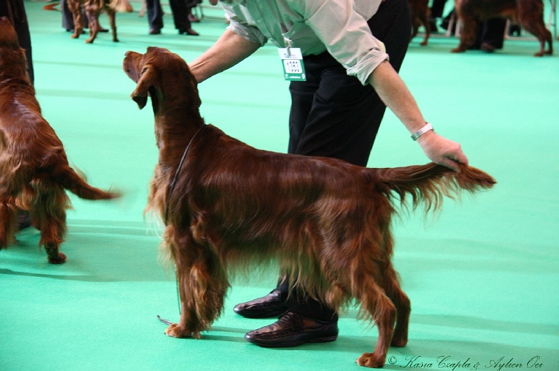 Crufts2011 054.jpg